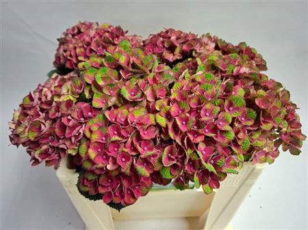 <h4>Hydr M Charlotte Red</h4>