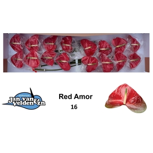 ANTH A RED AMOR