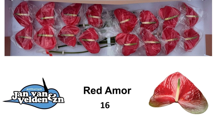 <h4>ANTH A RED AMOR</h4>