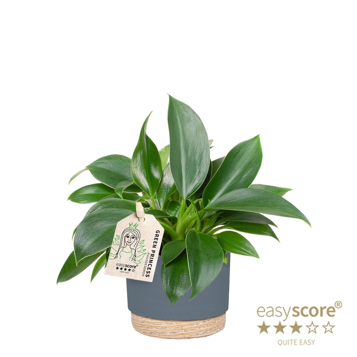 PHILODENDRON ERUBESCENS P7 WB BLUE