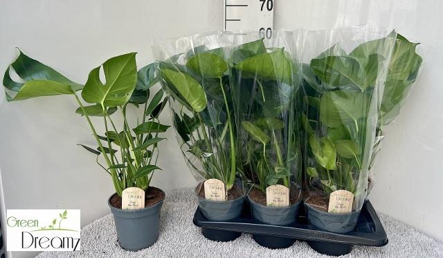 <h4>MONSTERA DELICIOSA</h4>