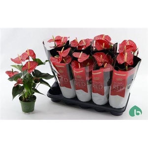 Anthu A Querida 5-6++