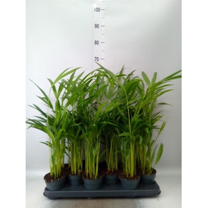 Dypsis lutescens   ...Chrysalidoca