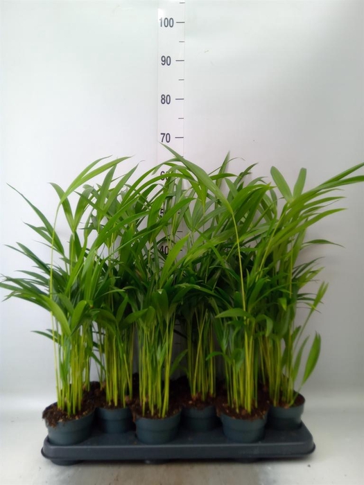 <h4>Dypsis lutescens   ...Chrysalidoca</h4>