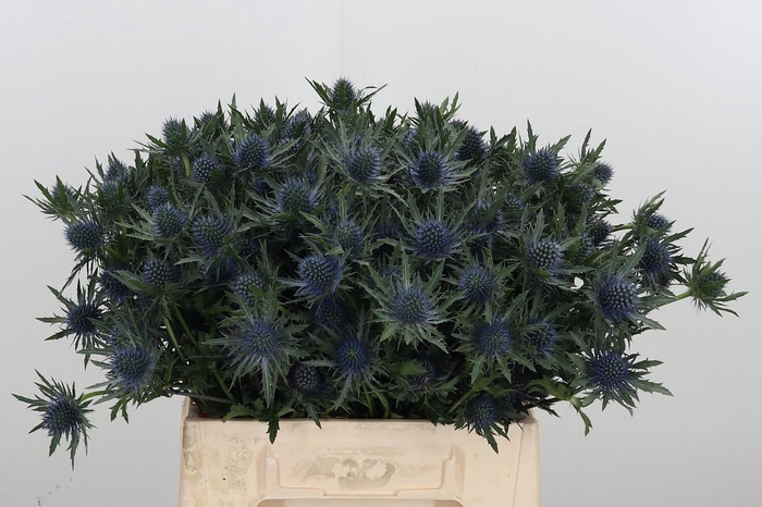 <h4>Eryng Aquarius</h4>