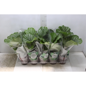 CALATHEA ORBIFOLIA P12