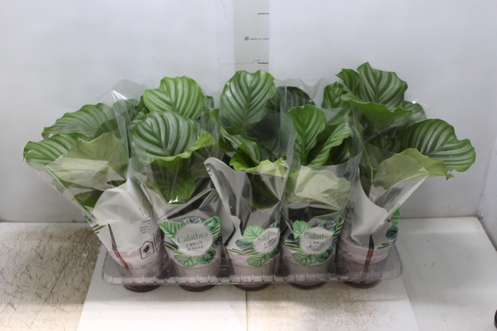 <h4>CALATHEA ORBIFOLIA P12</h4>
