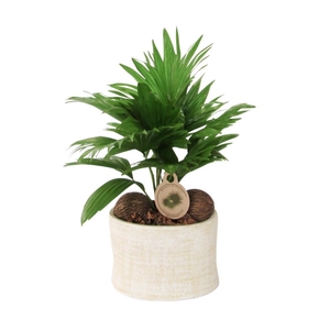 Livistona rotundifolia in Ruby pot