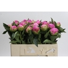 Paeonia Glory Hallelujah