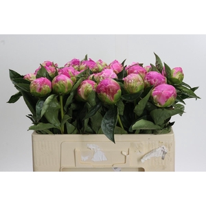 Paeonia Glory Hallelujah