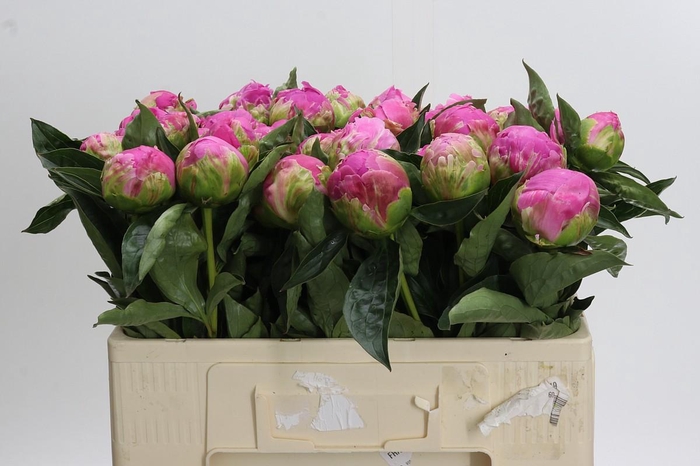 <h4>Paeonia Glory Hallelujah</h4>