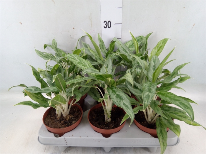 <h4>Aglaonema  'Greyhound'</h4>