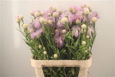 <h4>Centau Aloha Rosa</h4>