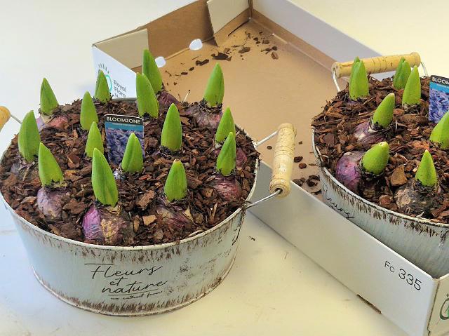 <h4>ARR HYACINTH</h4>