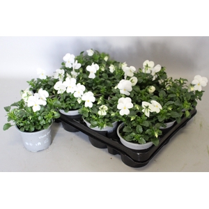 Viola cornuta F1 White