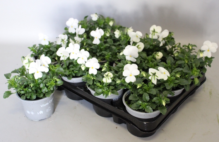 <h4>Viola cornuta F1 White</h4>