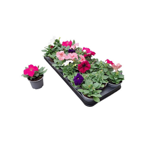 <h4>Petunia gemengd p9</h4>