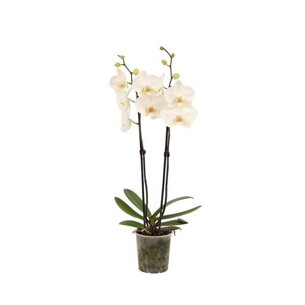 <h4>Phal Lumion 2T16+</h4>
