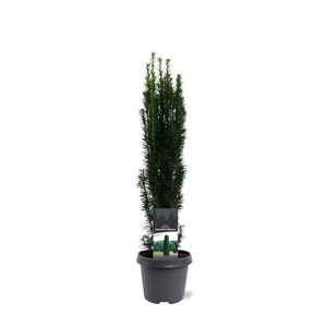 Taxus baccata 'Fastigiata Robusta'