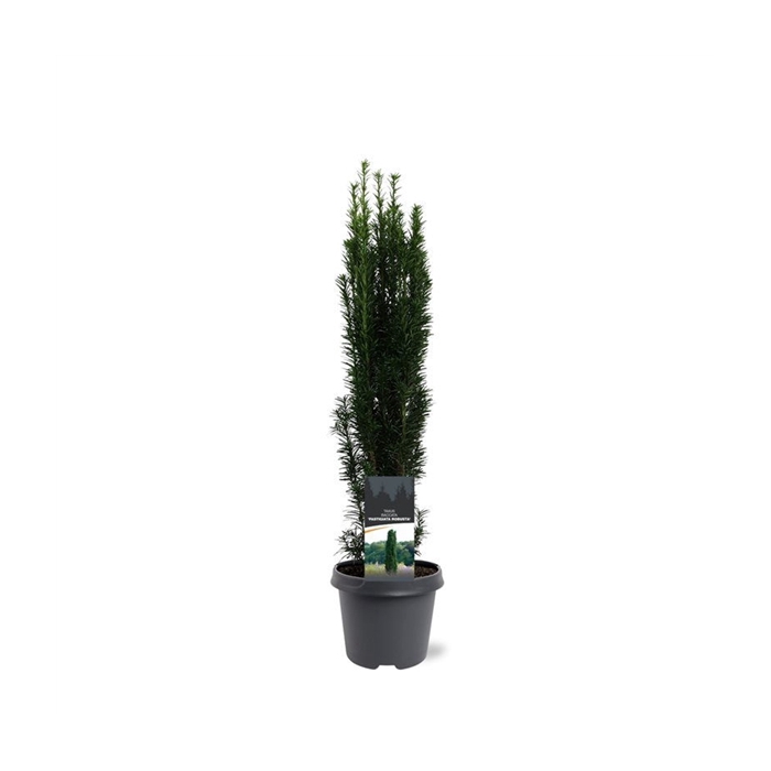 <h4>Taxus baccata 'Fastigiata Robusta'</h4>