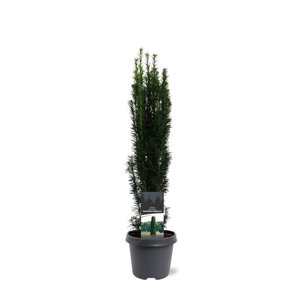 Taxus baccata 'Fastigiata Robusta'