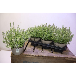 Thym Citriodorus