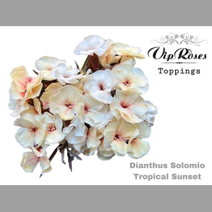 DI SOLOMIO SUNSET (L50cm)