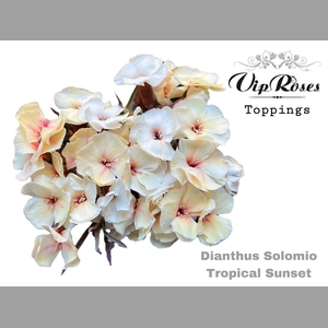 DI SOLOMIO SUNSET (L50cm)