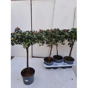 RHODO SI OV