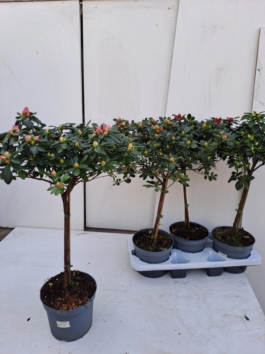 <h4>RHODO SI OV</h4>