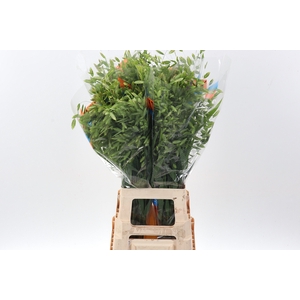Chasm Latifolium
