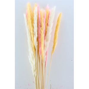 Dried Fluffy Pampas Spring Pink Mix