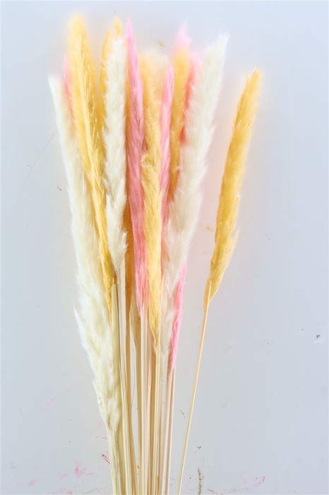 <h4>Dried Fluffy Pampas Spring Pink Mix</h4>
