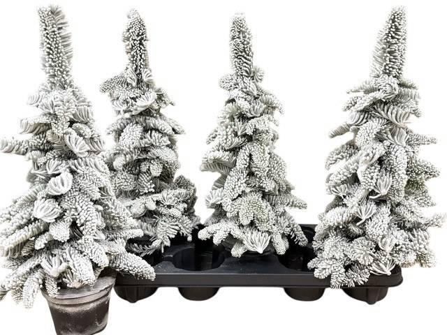 <h4>SNEEUWBOOM H%</h4>