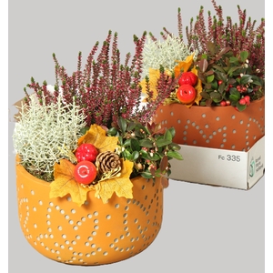ARR TUINPLANTEN