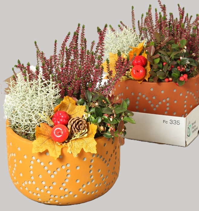 <h4>ARR TUINPLANTEN</h4>