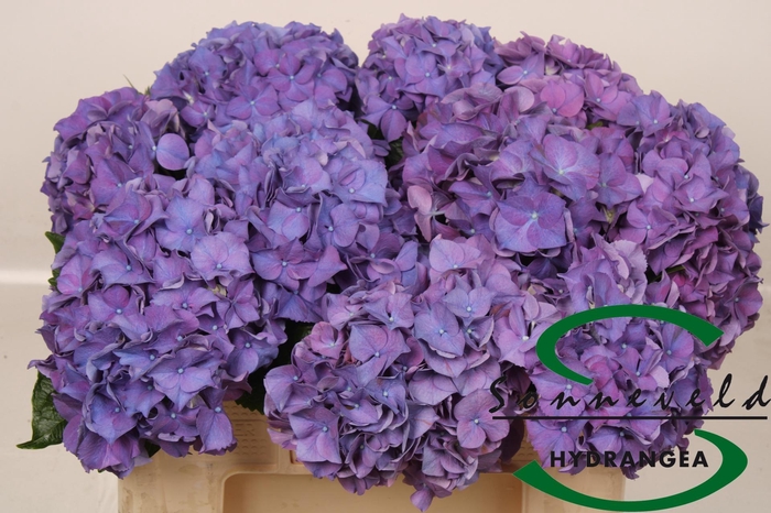 <h4>HYDR M CH RODEO PA</h4>