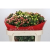 Hypericum Rainbow Romance Spray