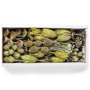 Exotic Assorti Basil Frosted ( 70 St )