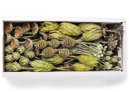 <h4>Exotic Assorti Basil Frosted ( 70 St )</h4>