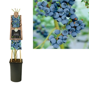 Vaccinium corymbosum 'Goldtraube' +3.0 label