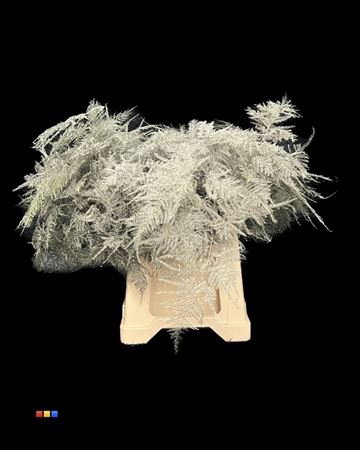 <h4>ASP 1E PLATINA</h4>