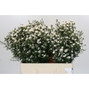 Aster White Gypsy