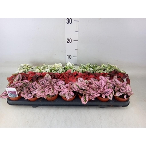 Hypoestes phyllo.   ...mix