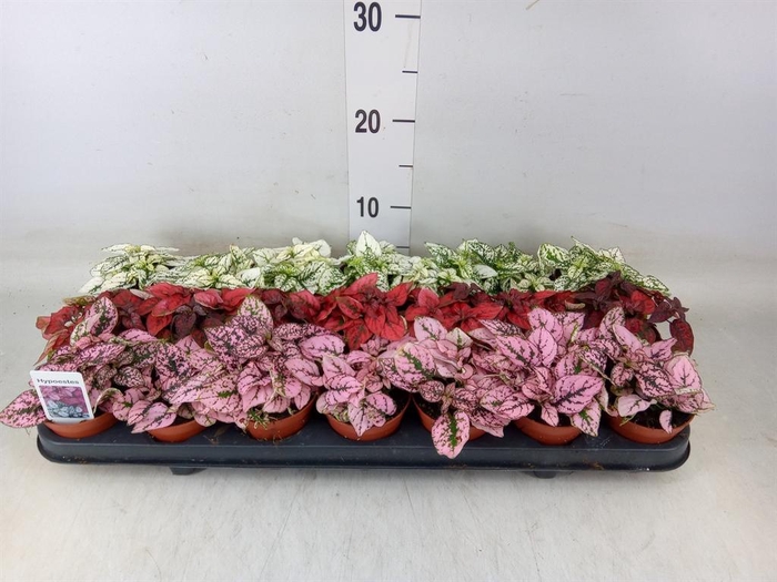 <h4>Hypoestes phyllo.   ...mix</h4>