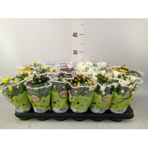 Chrysanthemum   ..mix 5