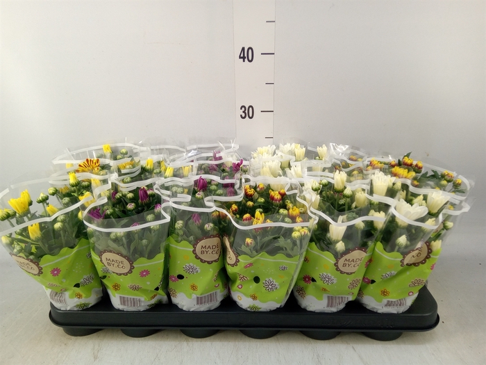 <h4>Chrysanthemum   ..mix 5</h4>