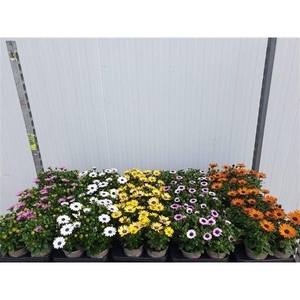 OSTEO MARGARITA MIXK