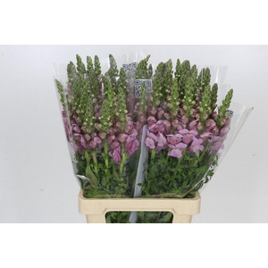 Antirrhinum Potomac Lavender