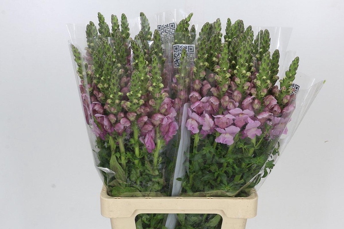 <h4>Antirrhinum Potomac Lavender</h4>